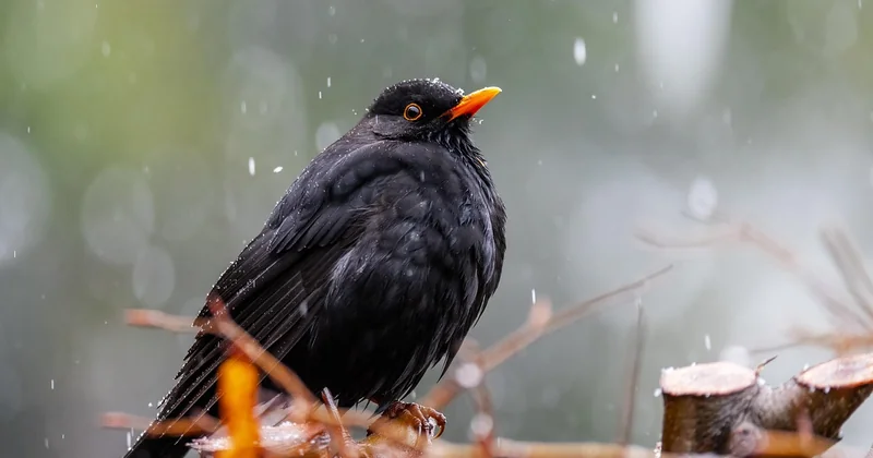 Der größte flugfähige Vogel aller Zeiten