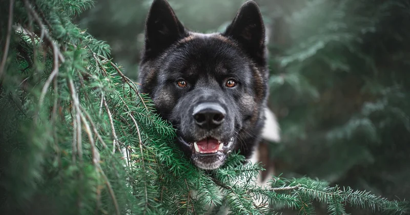 Der Charakter: Ein Hund, der nicht gehorcht – er verhandelt